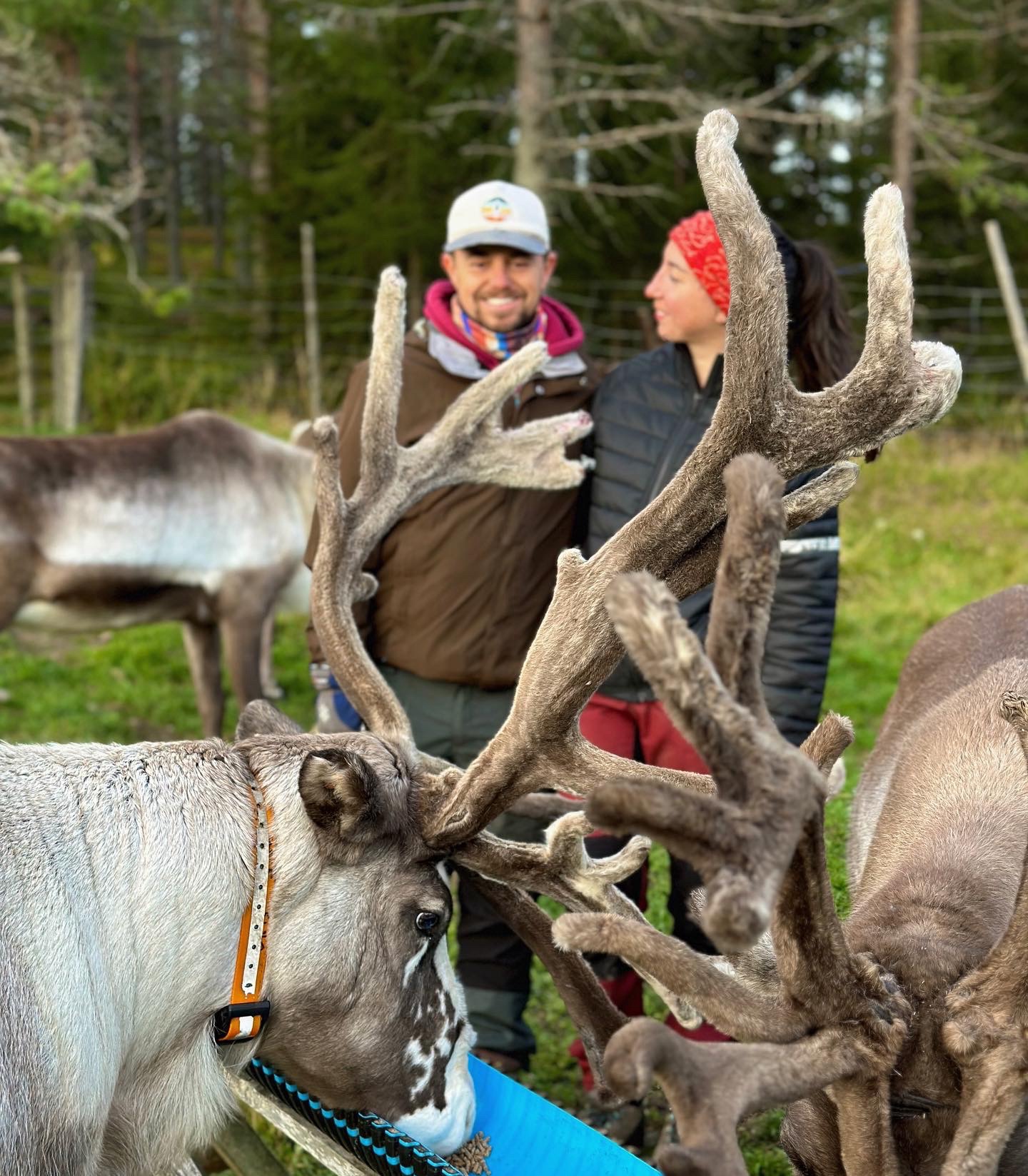Etape 6: Finlande -1e mission « les rennes »